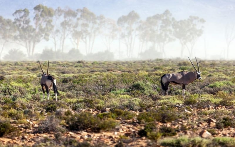 3 Day Fully Inclusive Wellness Journey Opening Special at Kuganha Luxury Tented Camp